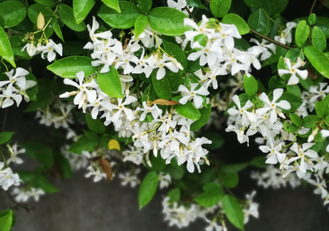 紫茉莉种子种植方法(茉莉的修剪及注意事项)