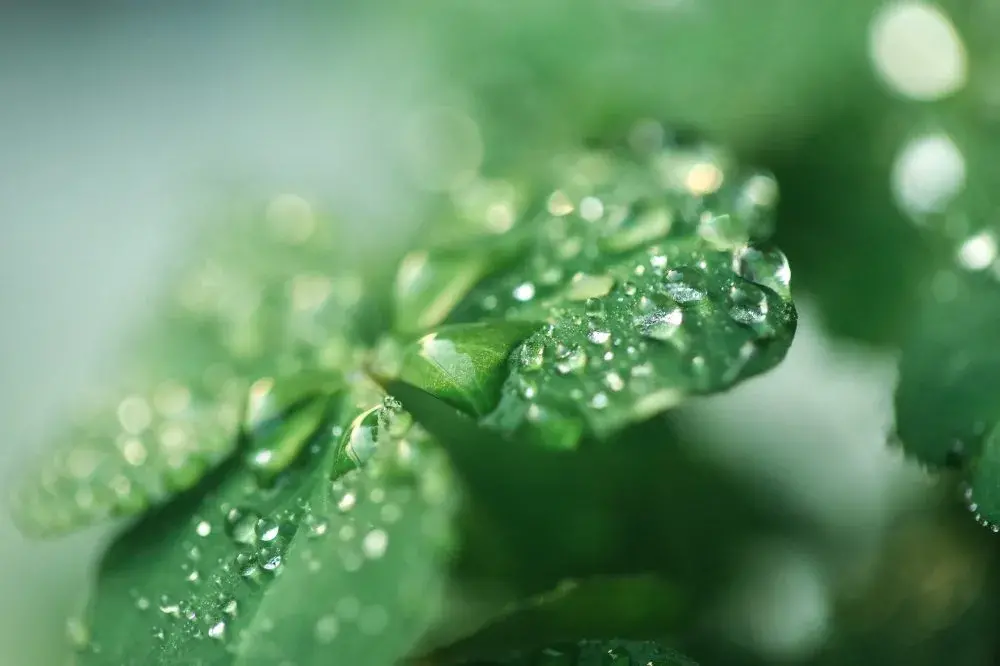 四叶草花语与寓意(关于四叶草的象征意义)