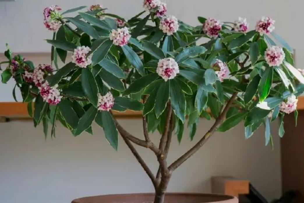 冬天开什么花常见(北方冬季耐寒植物花卉)