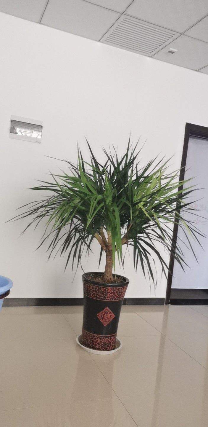 植物界超级寿星是什么植物(比较长寿的植物推荐)