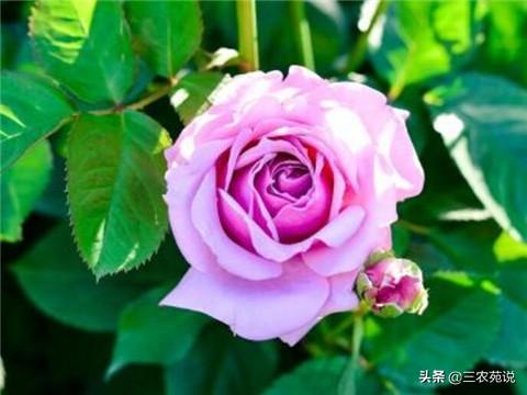 玫瑰花是哪个季节开的