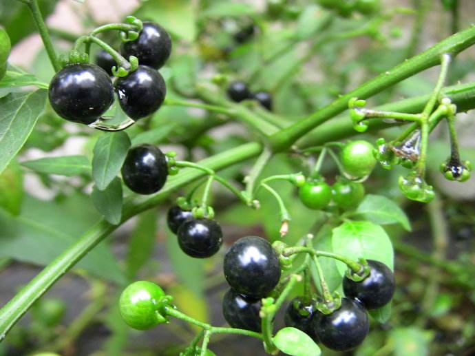 常见野草的种类(农村常见的植物名称)