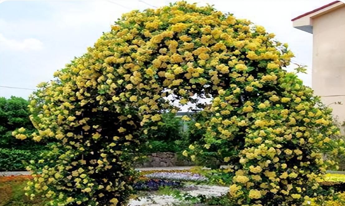 木香花为什么叫鬼招手(木香花的风水禁忌)