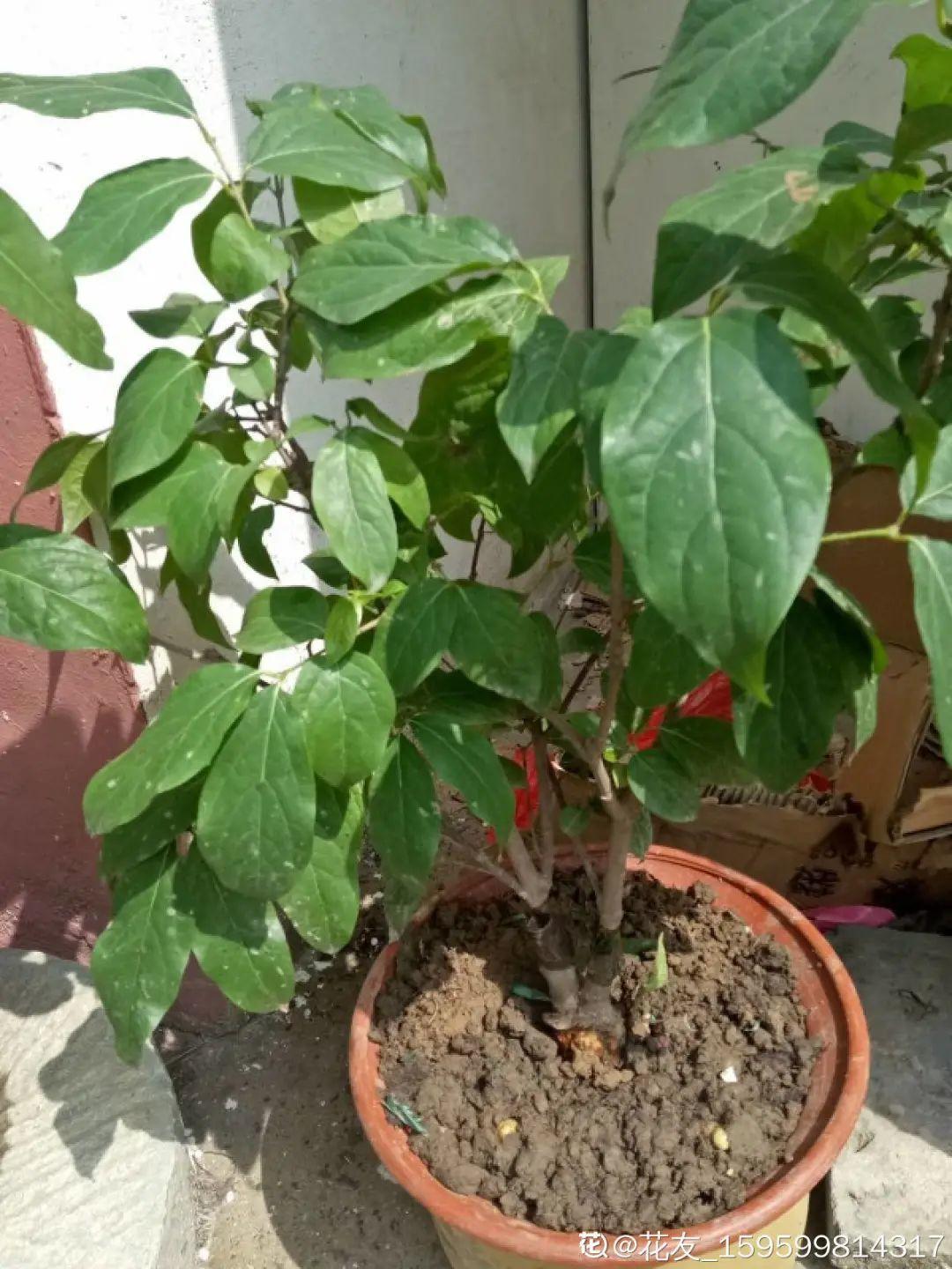 耐寒宿根花卉有哪些种类(能过冬的室外耐寒绿植)