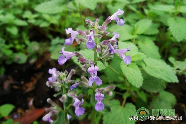 荆芥种植的时间和方法(了解荆芥种植技术要点)
