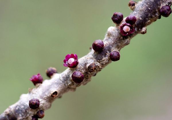 植物的茎是哪个部位(植物的茎的图片)
