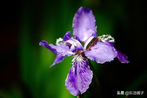 尾花鸢尾花语是什么(鸢尾花在中国寓意)