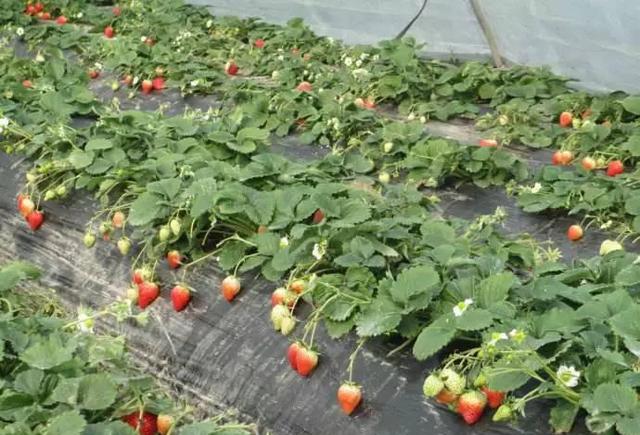 草莓种植用什么肥料好些(淘米水浇草莓的正确方法)