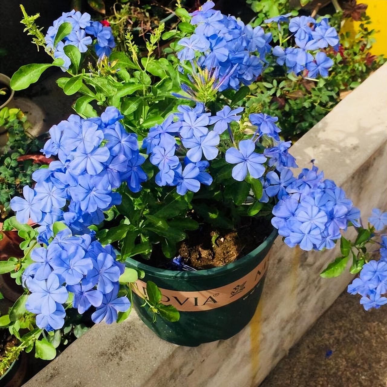 喜阳不怕晒的植物花卉大全(适合阳台暴晒的大型绿植)