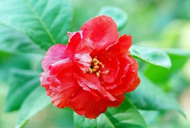 红色的花有哪些名称(红色花植物名大全)