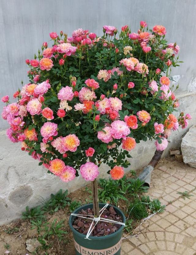 观赏树都有什么品种（分享庭院景观树种类）