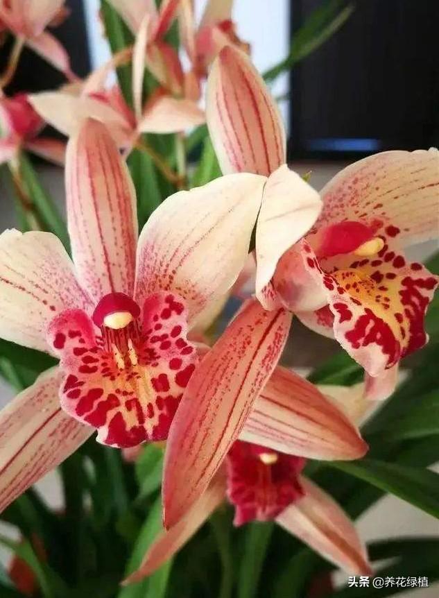 兰花几月开花（介绍兰花好养又香的品种）