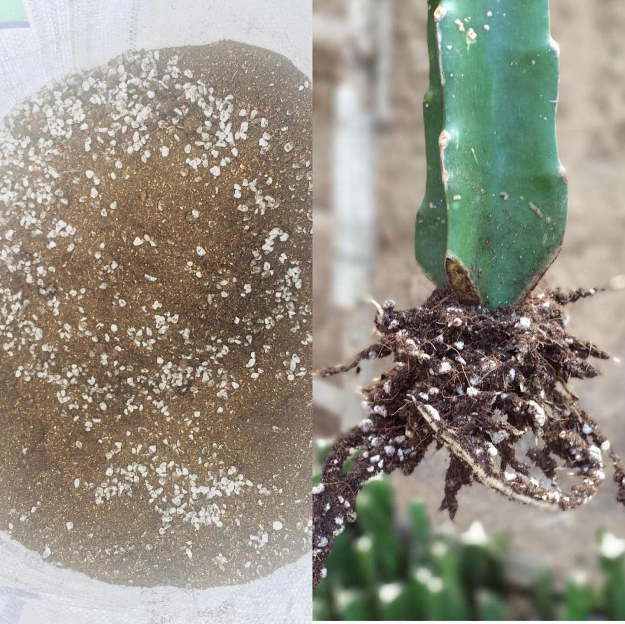家庭火龙果树的种植方法与时间