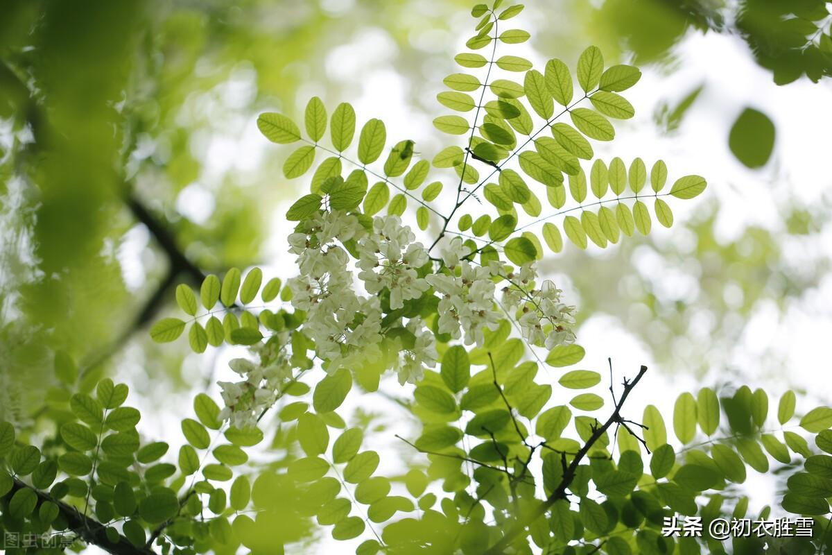 北方槐树什么时候开花(国槐与洋槐树的区别)