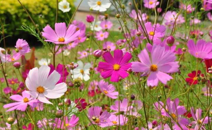 波斯菊和格桑花的区别图片(真正的格桑花图片大全)