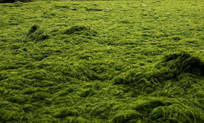 海生藻类是植物吗(海洋藻类简介)