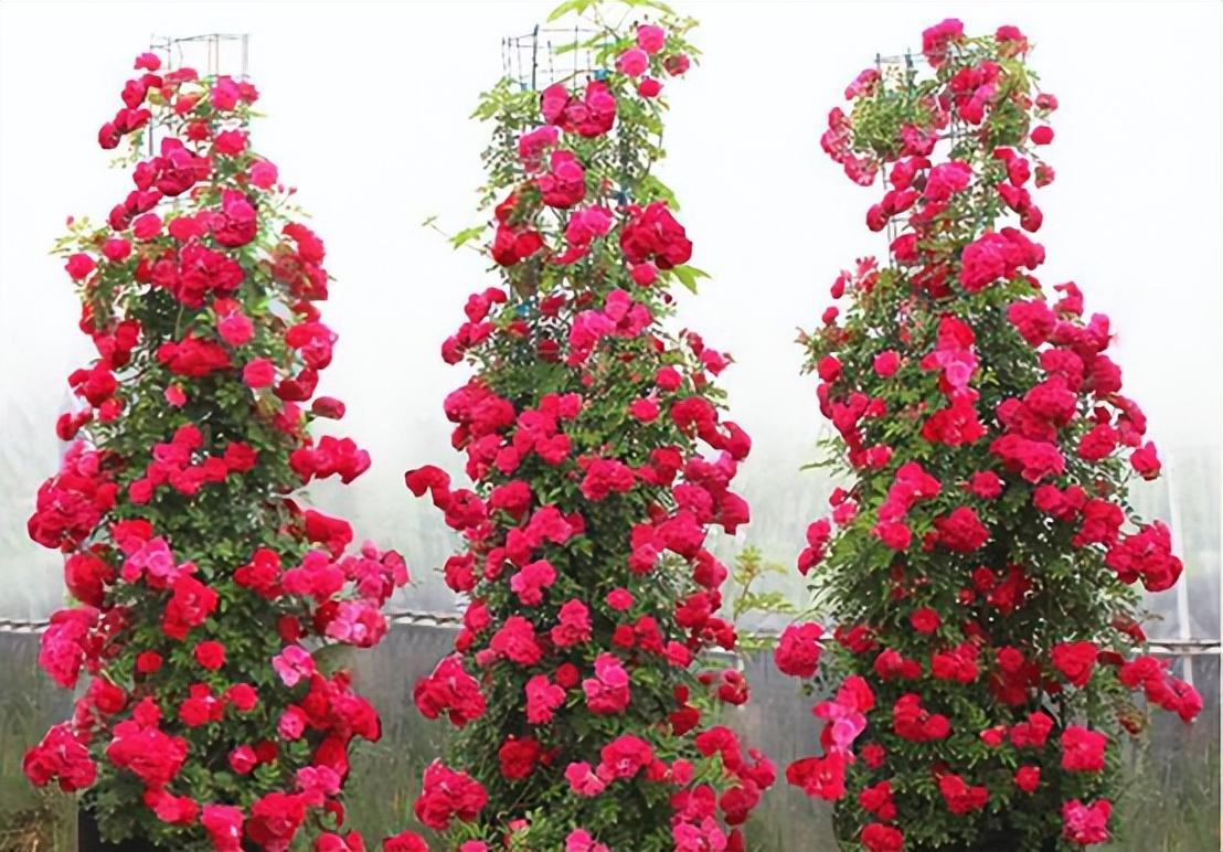 木香花为什么叫鬼招手(木香花的风水禁忌)