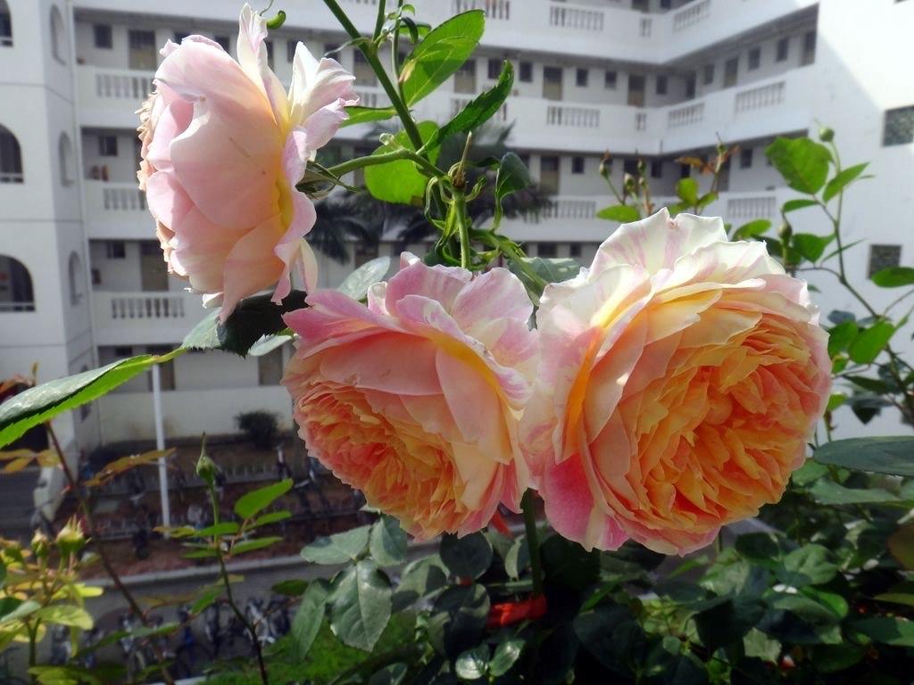 月季花怎么养开花多一点
