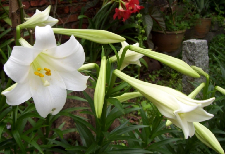 香水百合花语和寓意(百合花的种植和养殖方法)
