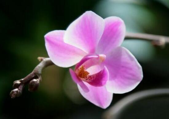 蝴蝶兰的花期多长时间