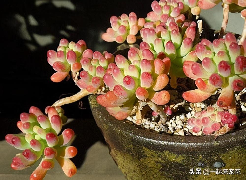 乙女心冬天养殖方法(关于乙女心长高了修剪技巧)