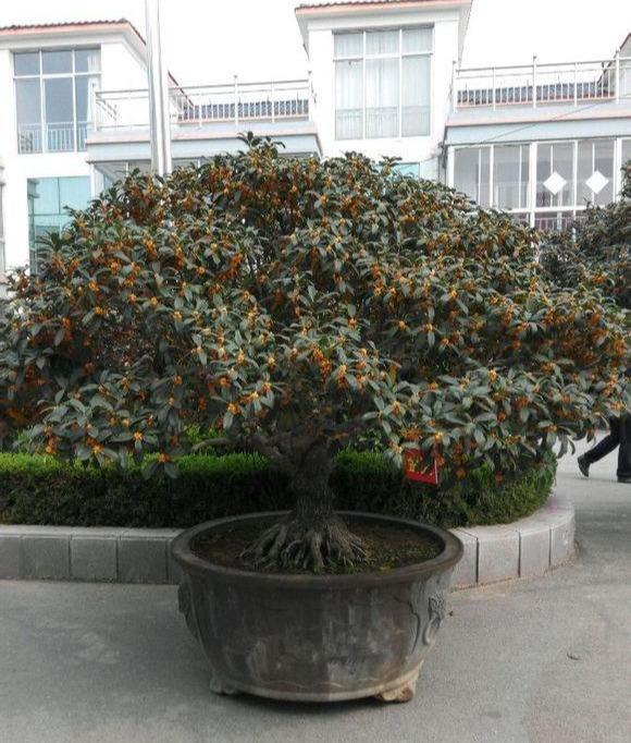 哪种桂花树最香最好闻