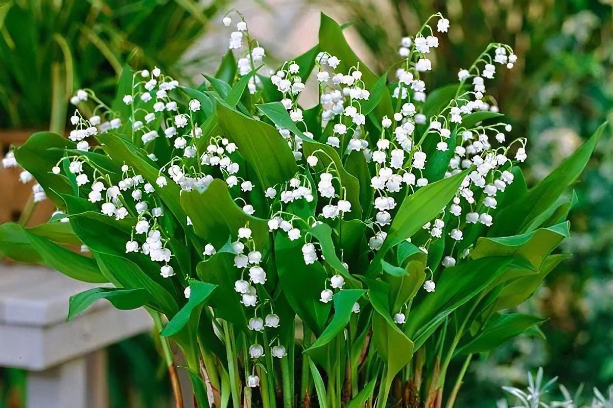 铃兰花的花语和传说(讲解铃兰花在中国的寓意)