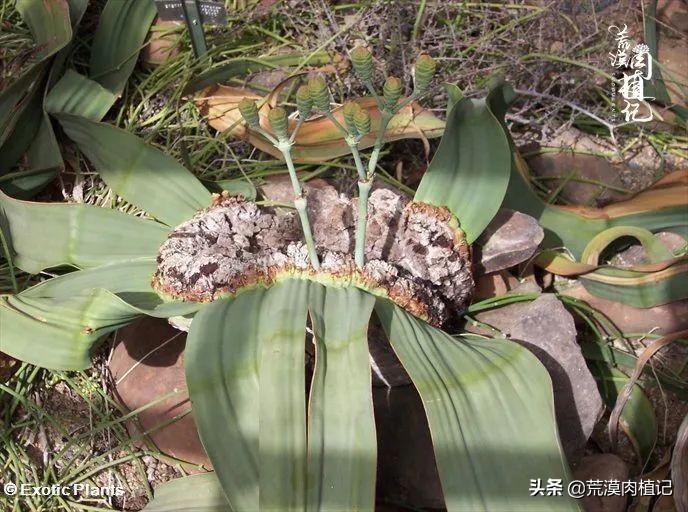 百岁兰怎么养(世界珍稀植物之一)