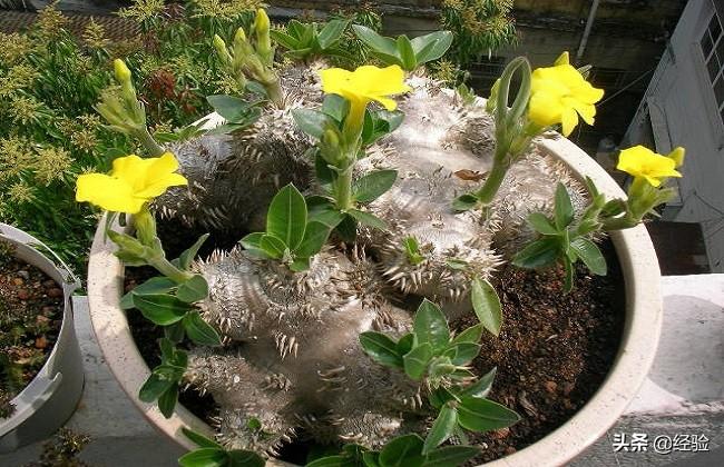 十大最贵多肉植物品种(植物肉肉的品种大全)