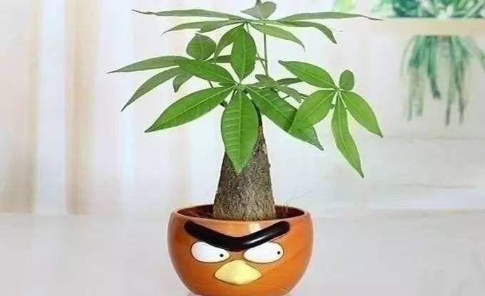 发财树叶子发黄有斑点是怎么回事(冬天发财树叶子发黄脱落挽救方法)