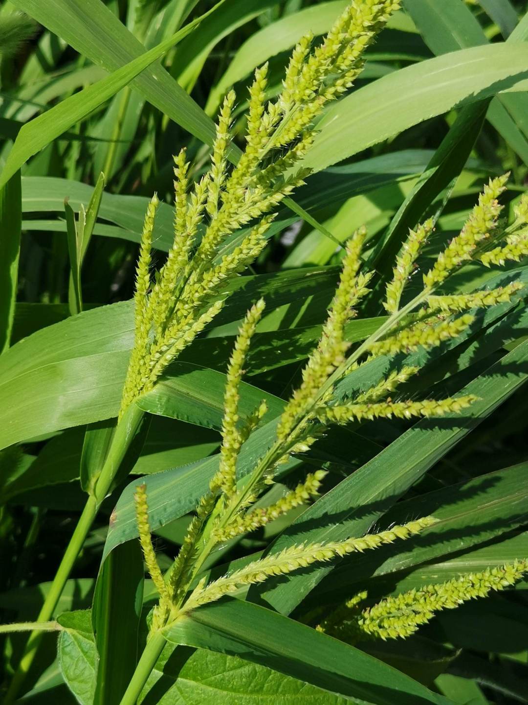 一年生草本植物名称大全