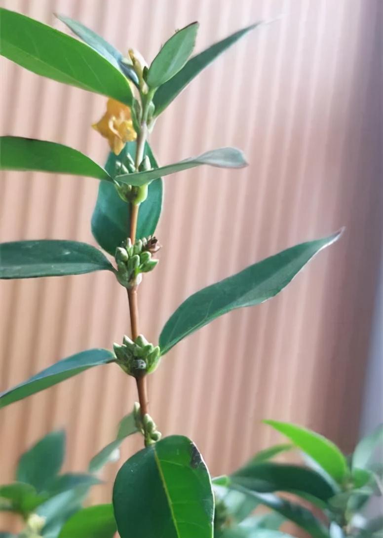 法国香水藤茉莉怎么养(室内最好养的喜阴绿植)