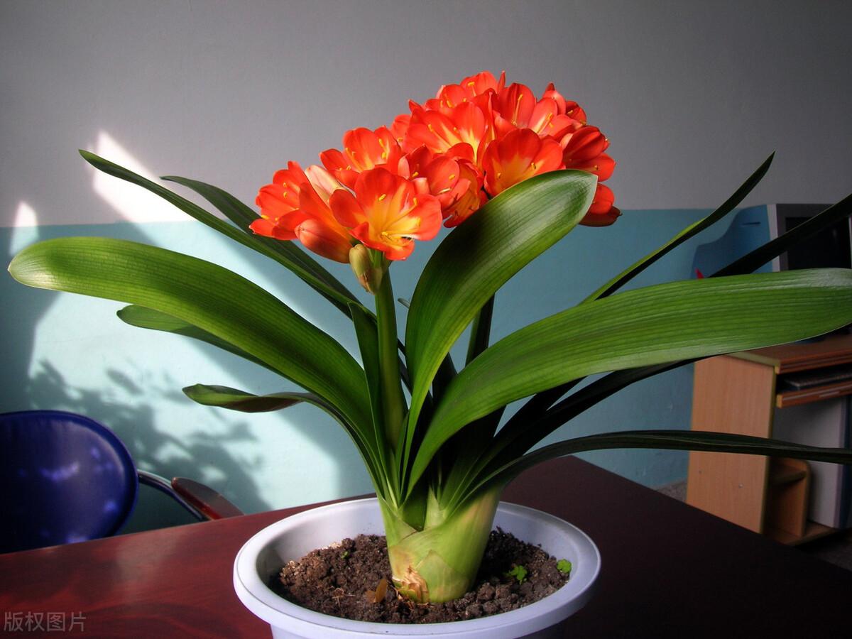 家中种什么植物可以净化空气(净化空气最好的植物排名)