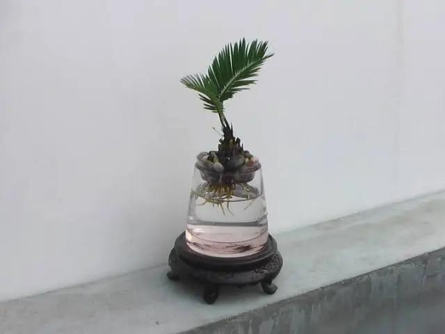水培铁树养殖方法有哪些