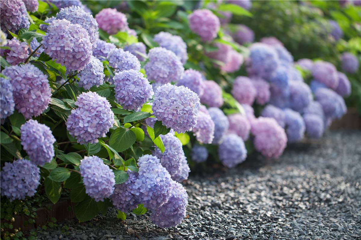 绣球花无尽夏的花语和寓意(关于无尽夏绣球花的养殖方法)