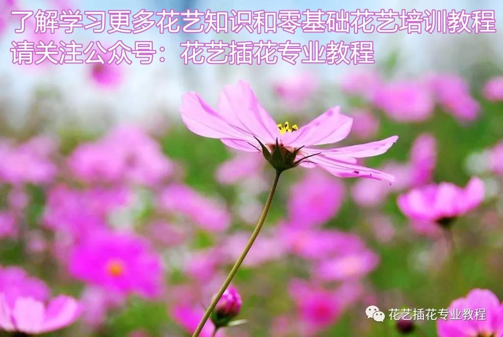 花朵的结构及功能(花的各部分结构和特点)