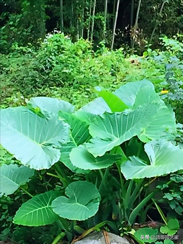 四季常绿的树有哪些(低矮四季常青的绿植)