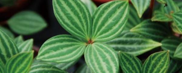 白脉椒草的养殖方法（解决白脉椒草开花方法）