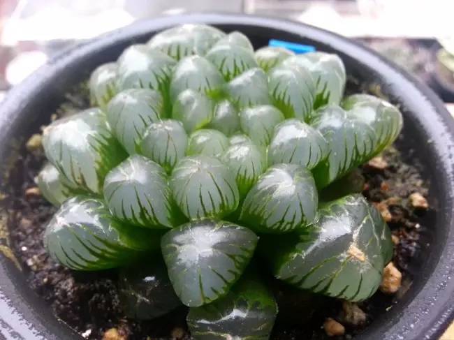 姬玉露能长多大