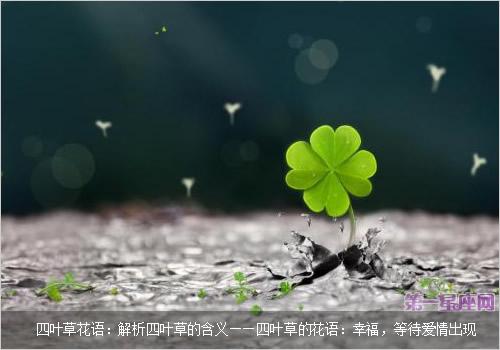 四叶草的花语和寓意(关于四叶草的象征意义)