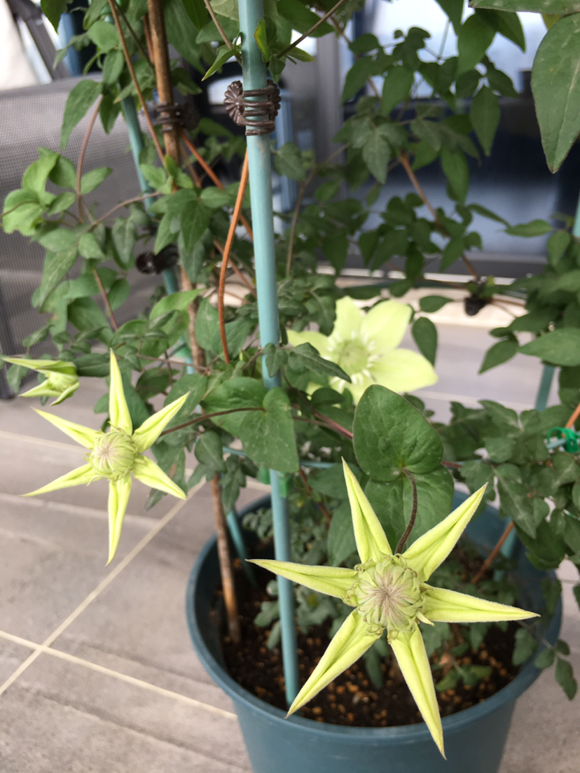 铁线莲品种推荐(分享铁线莲最好养的品种)