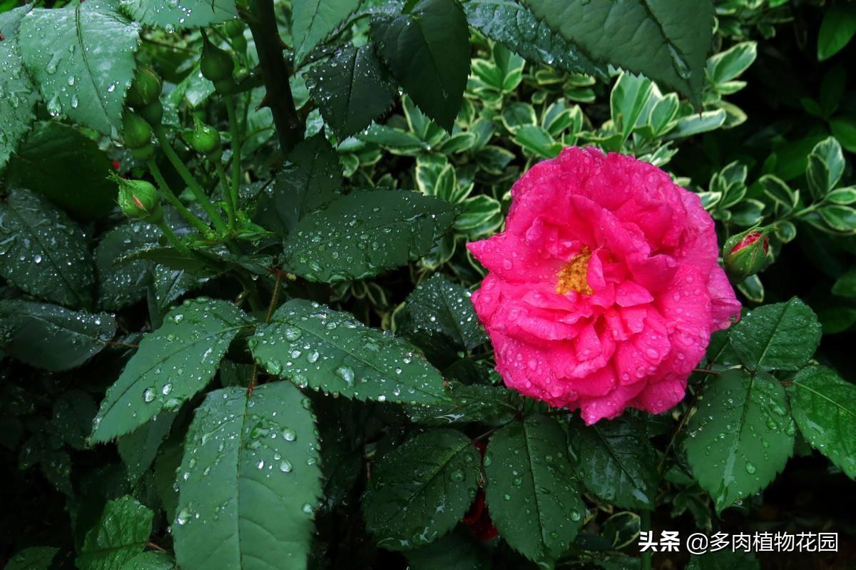 中国十大名花的象征意义(室内花卉品种植物大全)