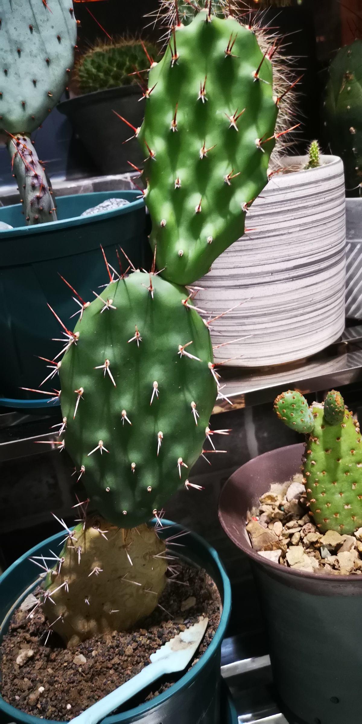 适合室内养的花和植物(净化空气吸甲醛植物排名)