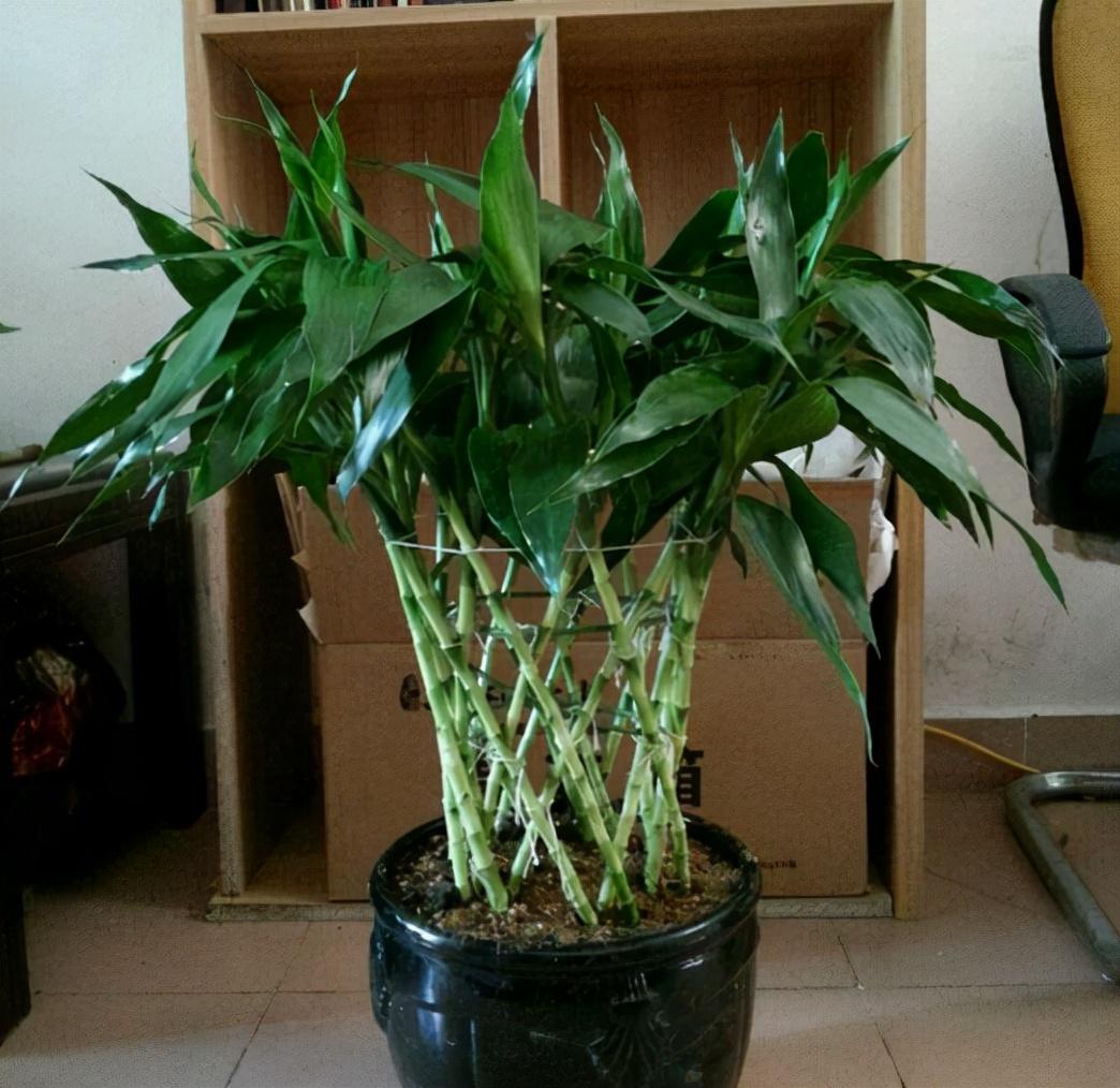 室内绿植什么最好养(适合客厅放的绿植)