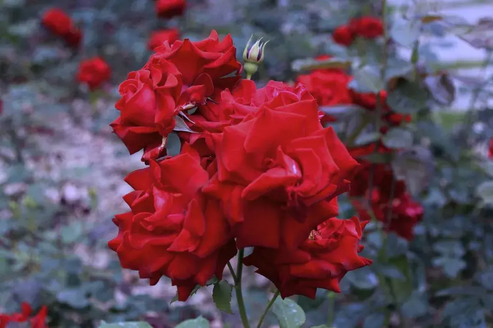 红玫瑰的花语和寓意代表什么意思(玫瑰花语大全)