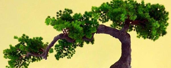 蓬莱松的养殖方法（关于蓬莱松的风水作用）