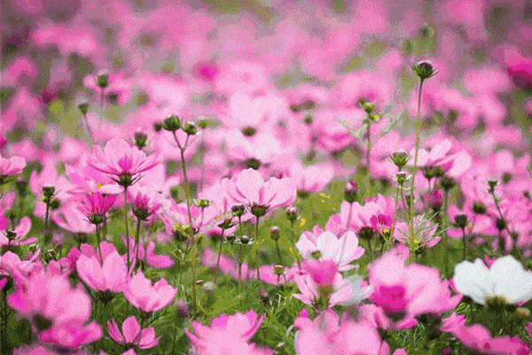 格桑花种子种植方法(格桑花浇水的正确方法)