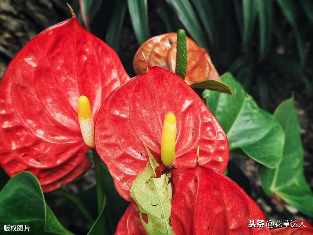 火鹤花花语是什么(火鹤花的寓意和象征)