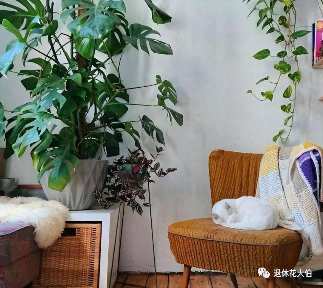 什么植物放在卧室好养