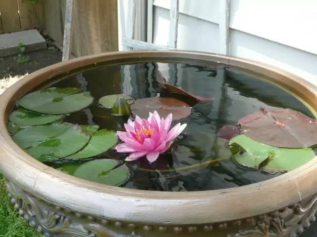 睡莲花期多久(详解睡莲养殖方法)